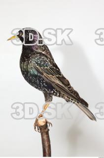 Starling-Sturnus vulgaris 0007